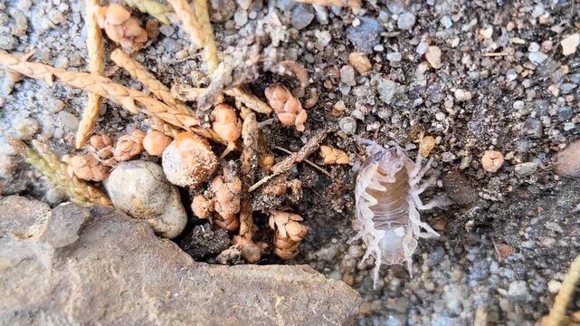 Macro shot of a woodlouse lying on its back struggling to flip over on sandy ground.
