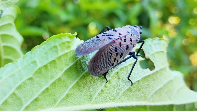 Spotted lanternfly (Lycorma delicatula) resting on a green leaf outdoors. Invasive planthopper species causing agricultural damage.