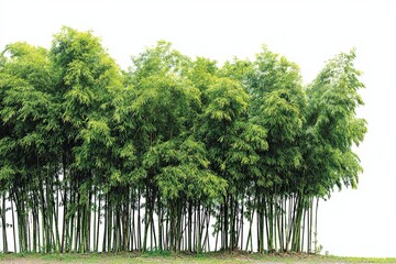 Fototapeta premium A verdant bamboo grove stands tall, its slender stalks and lush foliage creating a captivating silhouette against the serene sky.