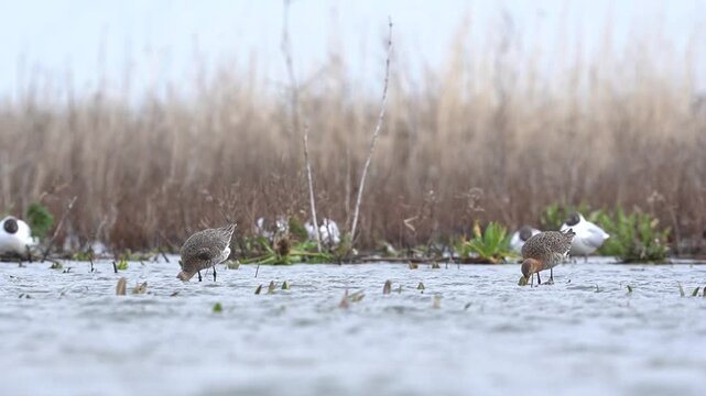 Black-tailed godwit Foraging Marker Wadden The Netherlands