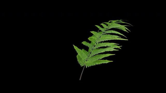Fern plant gently swaying in a warm summer breeze with natural, perfect for cinematic nature scenes and authentic environmental visuals.