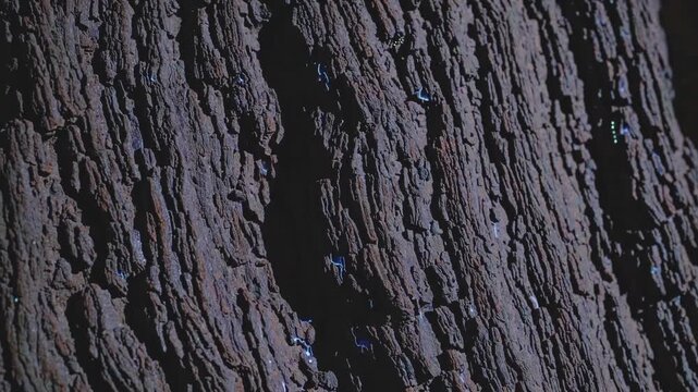 Textured bark of a tree captured in close-up, showcasing the intricate patterns and natural details across three sequential frames in a dimly lit forest environment