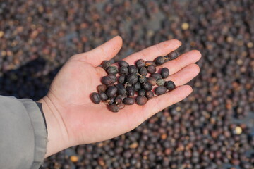 Close-up of hand holding dried coffee cherries during natural processing on a coffee farm. Sun-dried coffee fruits represent traditional farming methods and specialty coffee production in northern Tha