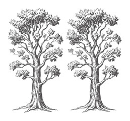 Obraz premium Two black and white line of trees with dense foliage nature
