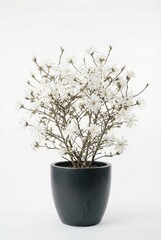 White flowering shrub in dark ceramic pot against clean white background