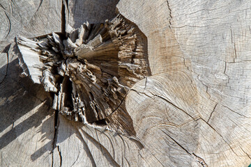 Pień w środku © RadoslawStan