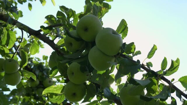 Ripe apples are hanging on the apple tree. The concept of harvesting and farming
