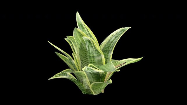 Dracaena Trifasciata gently swaying in a soft summer breeze, featuring natural leaf motion and lifelike detail for modern interior and nature scenes.