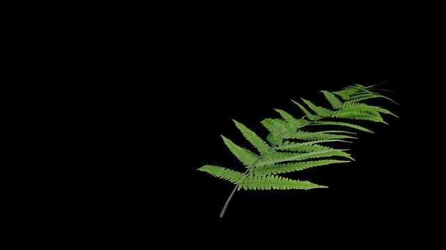 Fern plant gently swaying in a warm summer breeze with natural, perfect for cinematic nature scenes and authentic environmental visuals.