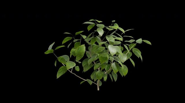 Hibiscus plant swaying in summer wind, realistic animation with transparent background and alpha channel in 4k