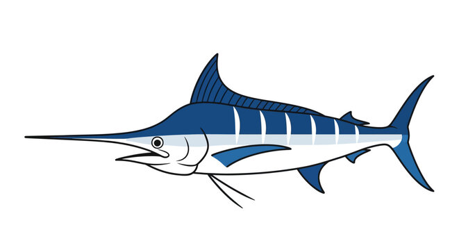 Blue Marlin Fish Illustration.