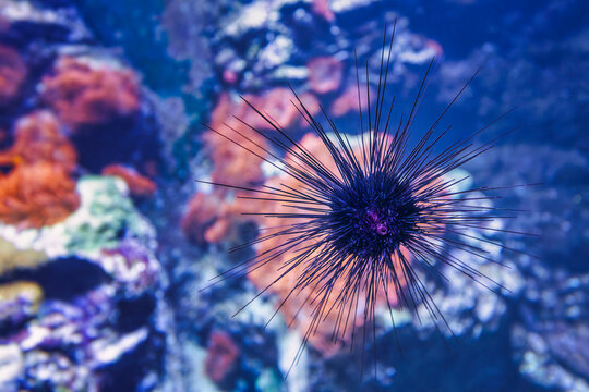 Ein Seeigel h&auml;ngt mit der Mund&ouml;ffnung an der Scheibe in einem Aquarium 