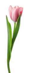 Obraz premium One beautiful pink tulip isolated on white