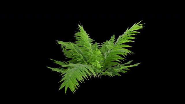 Fern plant gently swaying in a warm summer breeze with natural, perfect for cinematic nature scenes and authentic environmental visuals.