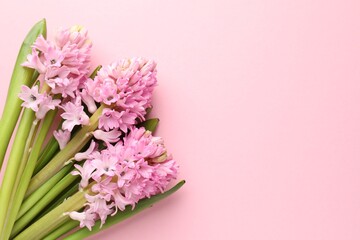 Naklejka premium Beautiful hyacinth flowers on pink background, flat lay. Space for text