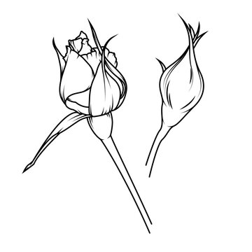 Thin rose buds on stems. Graceful linear drawing for botanical patterns and minimalist logos. Symbol of growth and new beginning. Vector graphics for spring collections and decor.