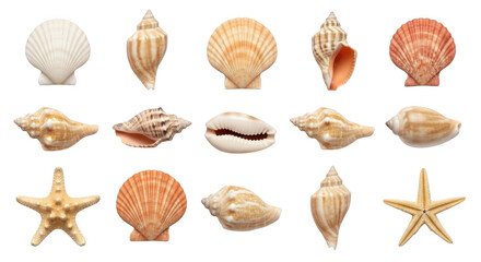 Obraz premium Assortment of Seashells and Starfish for Beach Decor