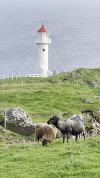 Green nordic landscapes of the Faroe Islands. Sheep graze near the Akraberg lighthouse on the edge of a cliff overlooking the Atlantic Ocean, the southernmost point of the Faroe Islands, Suduroy islan