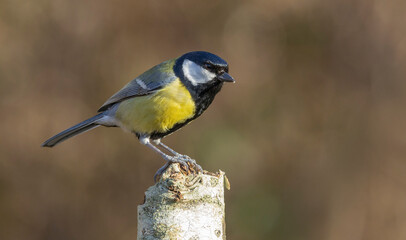 A close-up portrait of a great tit Parus major perched on a birch stump, displaying bright yellow chest, black head and detailed plumage against a soft brown out-of-focus background © © Raymond Orton