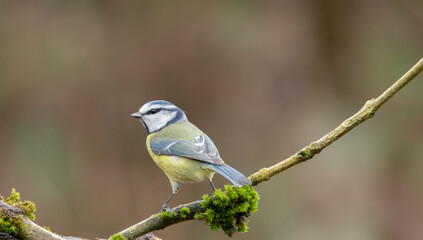 Fototapeta premium Blue Tit Cyanistes caeruleus Perched On Mossy Branch Close-Up Wildlife Portrait In Natural Woodland Setting