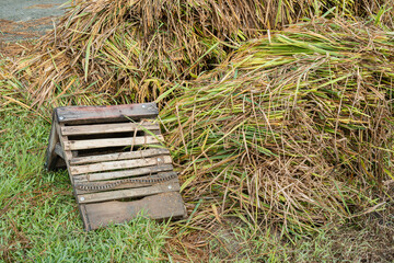 Traditional wooden rice thresher tool on green grass field with harvested paddy stalks. Authentic...