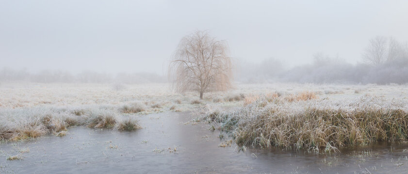 Frost covered tree by a frozen lake near Ely, Cambridgeshire, England, UK