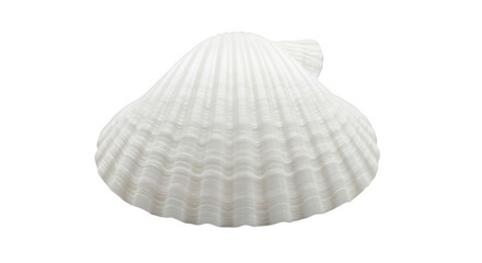 Elegant White Scallop Shell with Detailed Texture, Isolated