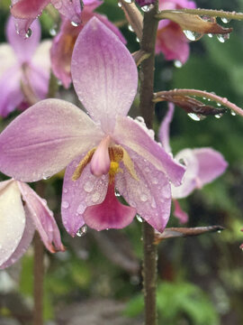 Macro Ground Orchid with Raindrops &ndash; Purple Tropical Flower in Florida Garden