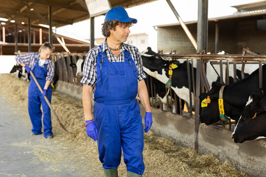 Confident middle-aged male farmer in blue overalls standing and looking at caws at cattle-breeding farm