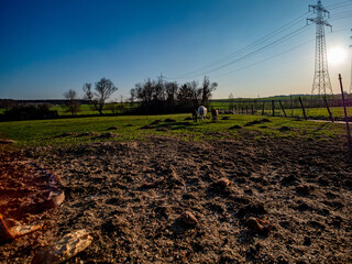 Schafe auf einer Weide im Frühjahr © focus finder
