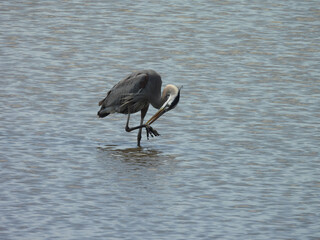 Fototapeta premium A great blue heron, preening, cleaning itself, while standing within the wetland waters of the Bombay Hook National Wildlife Refuge, Kent County, Delaware. 