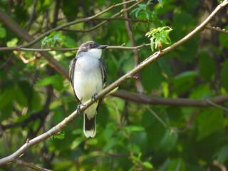 Eastern kingbird, perched on a branch, within a woodland forest. Spring season, Bombay Hook National Wildlife Refuge, Kent County, Delaware. 