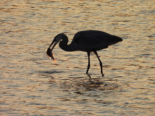Fototapeta premium The silhouette of a hungry great blue heron, that caught a fish to eat at sunset. Bombay Hook National Wildlife Refuge, Kent County, Delaware. 