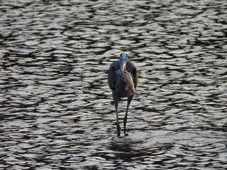 Fototapeta premium A hungry great blue heron caught a fish to eat. Bombay Hook National Wildlife Refuge, Kent County, Delaware. 