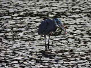 Fototapeta premium A hungry great blue heron devouring a fish. Bombay Hook National Wildlife Refuge, Kent County, Delaware. 