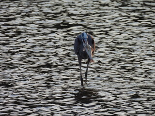 Fototapeta premium A hungry great blue heron devouring a fish. Bombay Hook National Wildlife Refuge, Kent County, Delaware. 