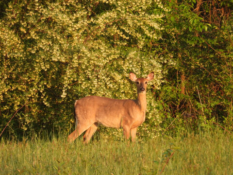 Whitetail deer roaming the edge of a woodland meadow. Spring season, Bombay Hook National Wildlife Refuge, Kent County, Delaware. 