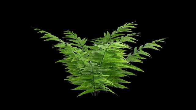 Fern plant gently swaying in a warm summer breeze with natural, perfect for cinematic nature scenes and authentic environmental visuals.