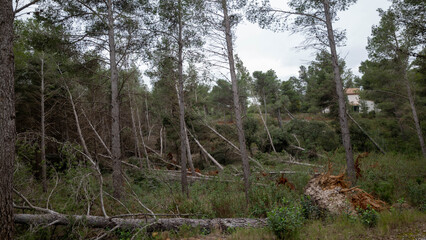 Obraz premium forest in the morning