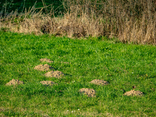 Obraz premium Viele Maulwurfhaufen auf einer Wiese ihm Frühjahr