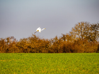 Fototapeta premium Kranich auf einem Feld