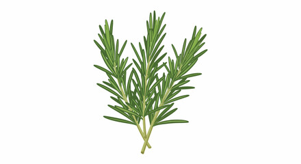 Fototapeta premium Fresh Rosemary Herb