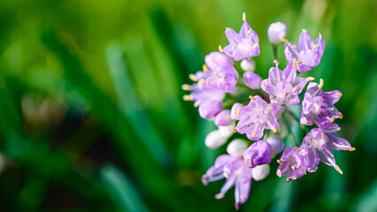 ピンクのニラの花のアップ