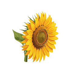 Fototapeta premium Sun-Kissed Sunflower A Vibrant Vector Illustration Capturing the Beauty of a Blooming Yellow Sunflower in Full Glory