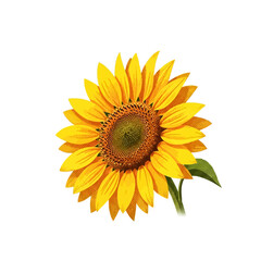 Fototapeta premium Vibrant Yellow Sunflower Vector Illustration - A Beautiful Botanical Icon with Detailed Petals and Green Leaves