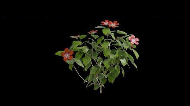 Hibiscus plant swaying in summer wind, realistic animation with transparent background and alpha channel in 4k
