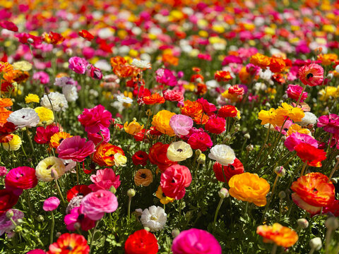 Ranunculus flowers, Persian buttercup flower field with selective focus