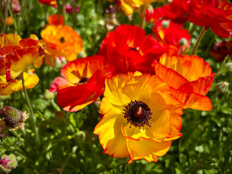 Close up Tecolote Ranunculus flowers, Persian buttercup flower field with selective focus