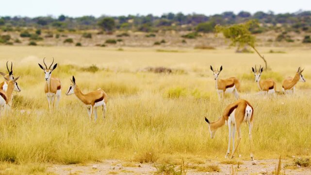 An amazing view of a small herd of Springboks antelopes Grazing together in Mabuasehube, Botswana, South Africa 
