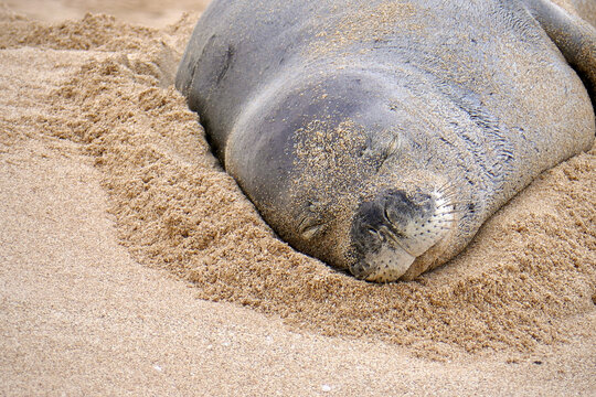 Hawaiian monk seal sleeping on the beach